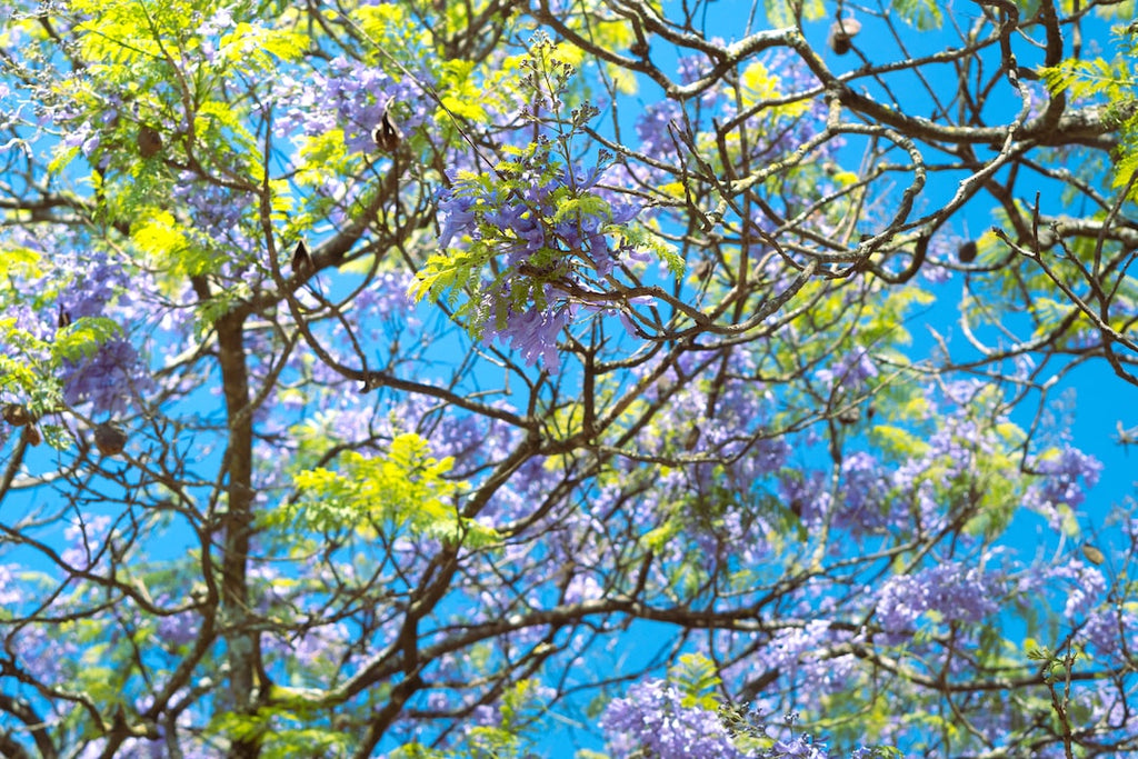 Summer Lovin\': How Micronutrient Supplementation Can Boost Your Energy and Immunity During the Hottest Months