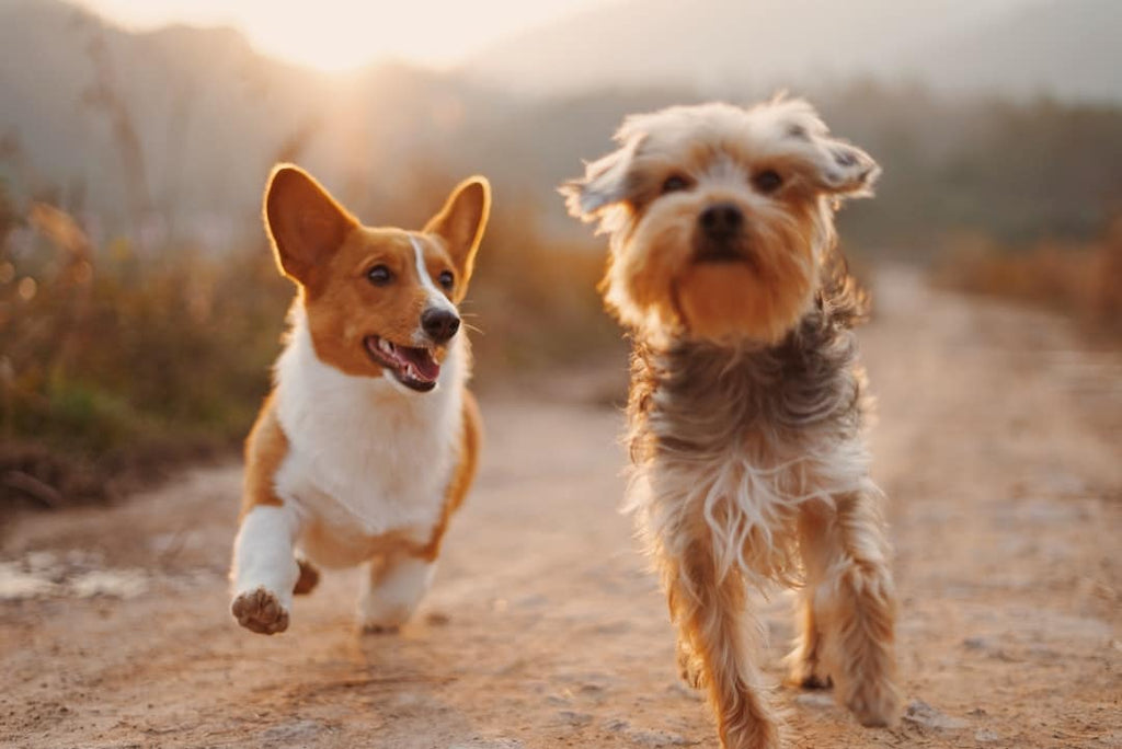 Greening Up Your Pet's Life: Sustainable Tips for Eco-Friendly Pet Care