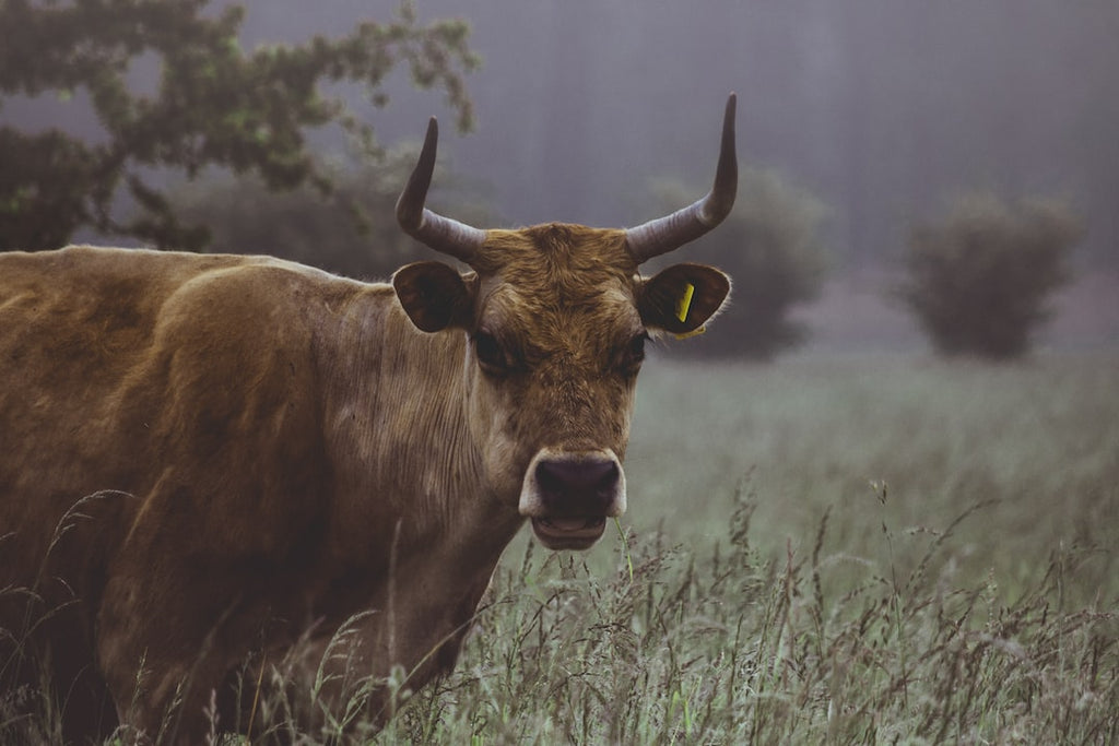 The Digestive Benefits of Bovine Collagen: A Closer Look at the Role of Cow-Derived Collagen in Gut Health