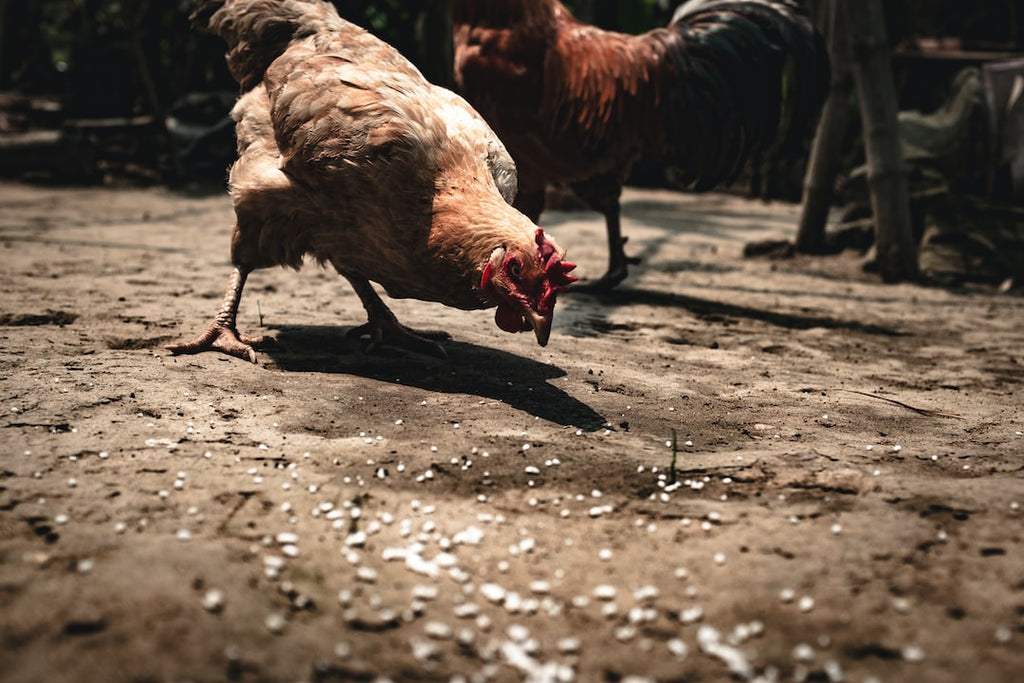 Fuel Your Ride: The Ultimate Diet Guide for Horseback Riders