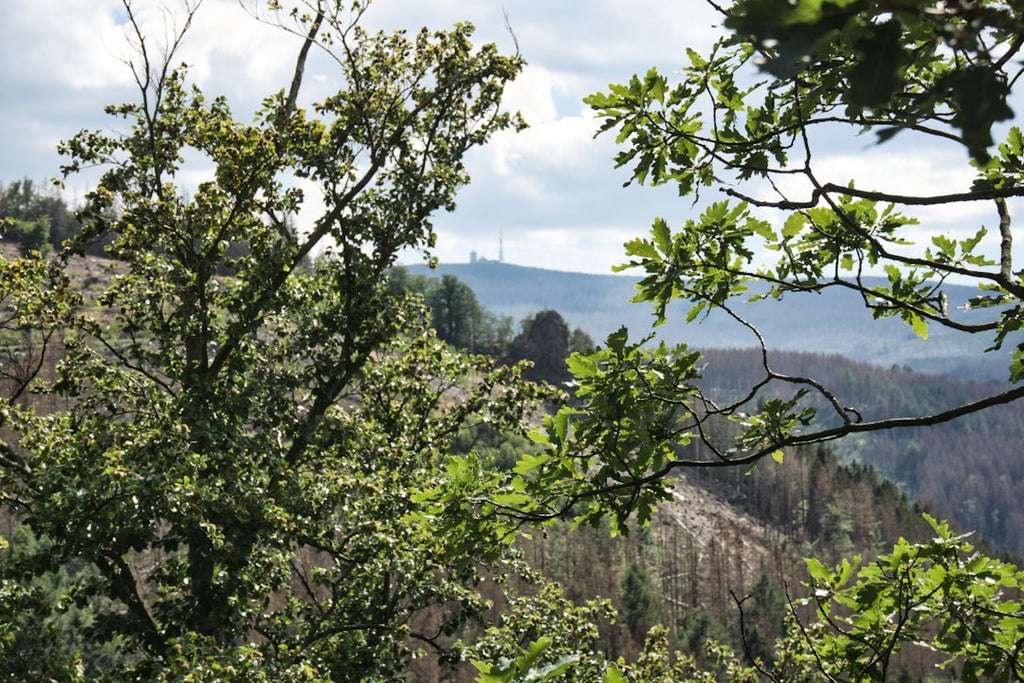 "From Rain to Gain: Vitamin D and Sports Performance in April"