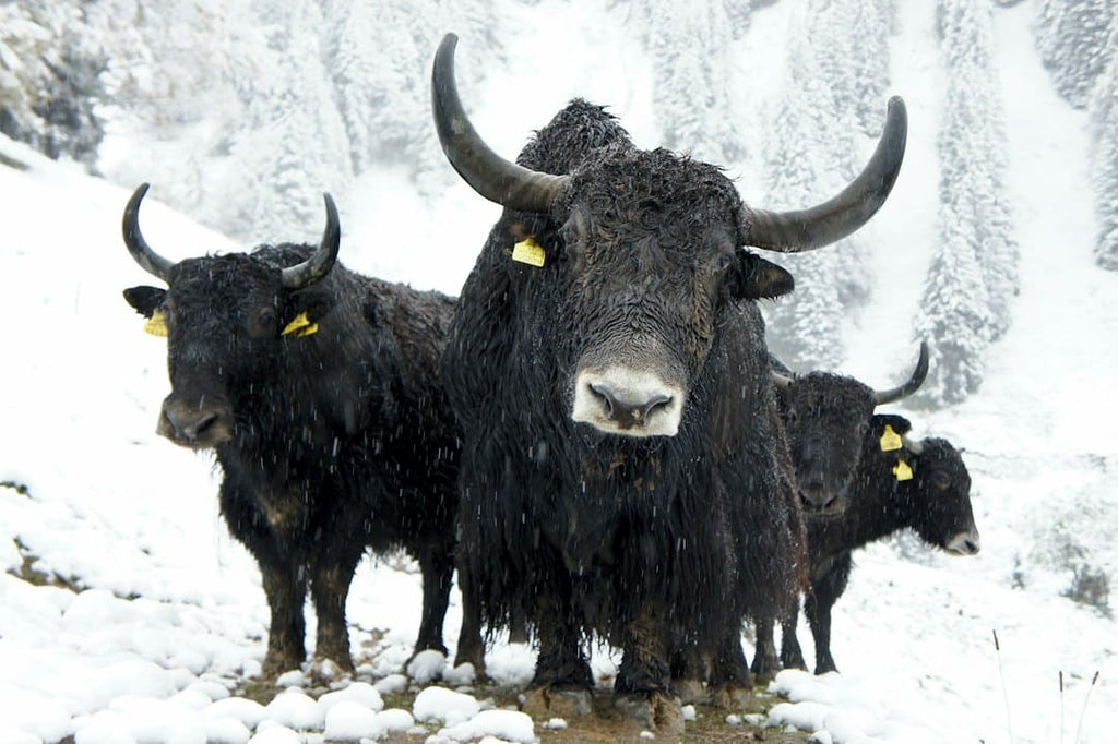 Unveiling the Benefits: Expert Insights on Bovine Collagen for Elite Athletes in the UK