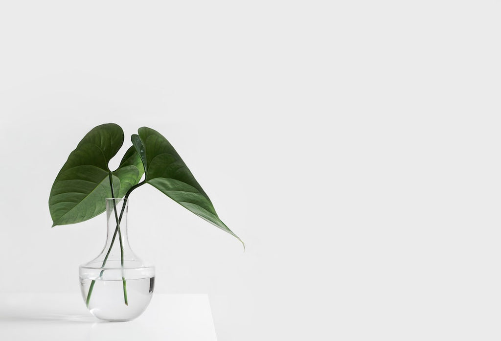 The Power of Plants: How a Vegetarian Diet Can Boost Athletic Performance