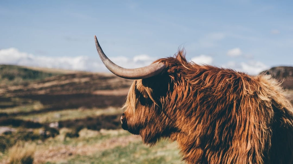"Bovine Collagen: A Comprehensive Guide for Hair and Nail Recovery"