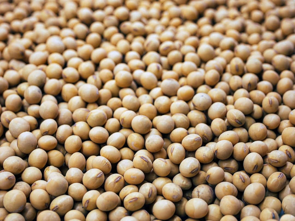 "Soya Protein: The Heart-Healthy Muscle Builder"