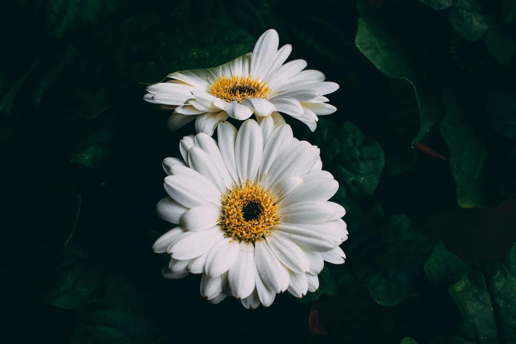 Unleashing the Beauty Benefits of Bovine Collagen: How It Enhances Your Natural Glow