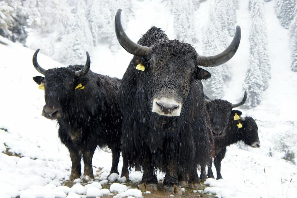 "The Connection Between Gut Health and Hair/Nail Beauty: Bovine Collagen"