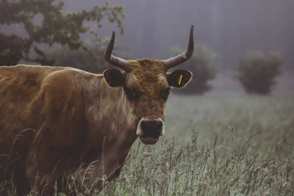 Bovine Collagen: Delving into Its Hair Benefits for Luscious Locks