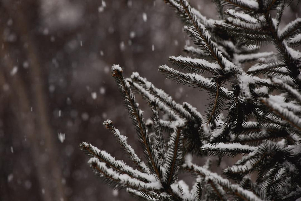 Fortify Your Winter Workouts: Essential Supplements for British Weightlifters in the Cold