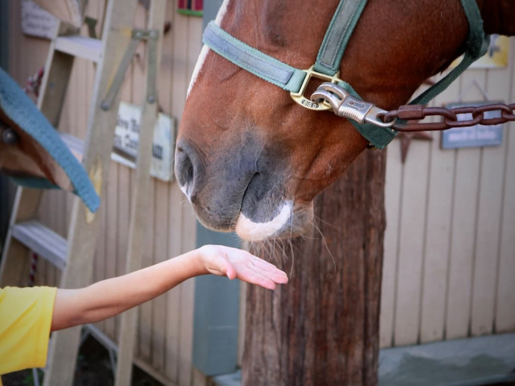 "Horse Racing Nutrition: Fueling for the Grand National"