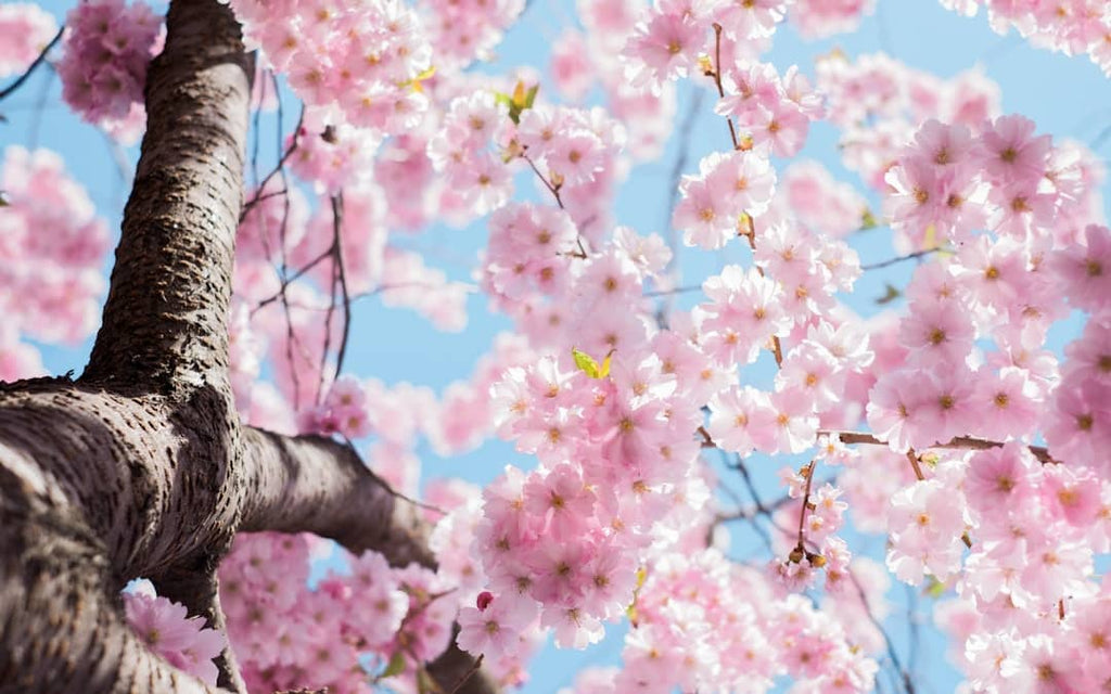 "Seasonal Smoothies: Spring Edition for Athletes"
