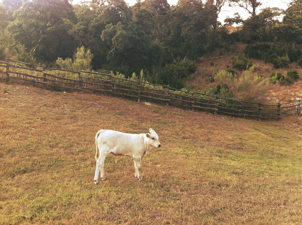 "Ensuring Purity and Safety in Bovine Collagen Supplements"