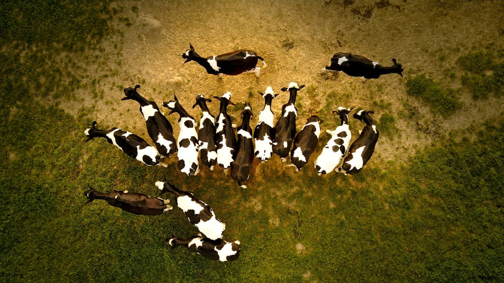"From the Inside Out: Bovine Collagen’s Systemic Beauty Effects"