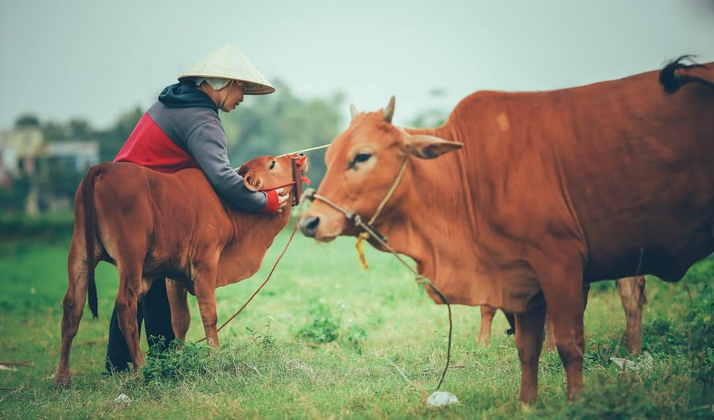 "Demystifying the Production: How Bovine Collagen Is Made"