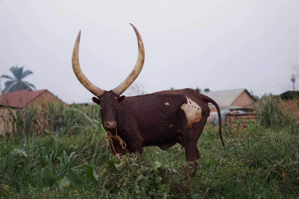 "Bovine Collagen: The Foundation of a Revolutionary Beauty Paradigm"