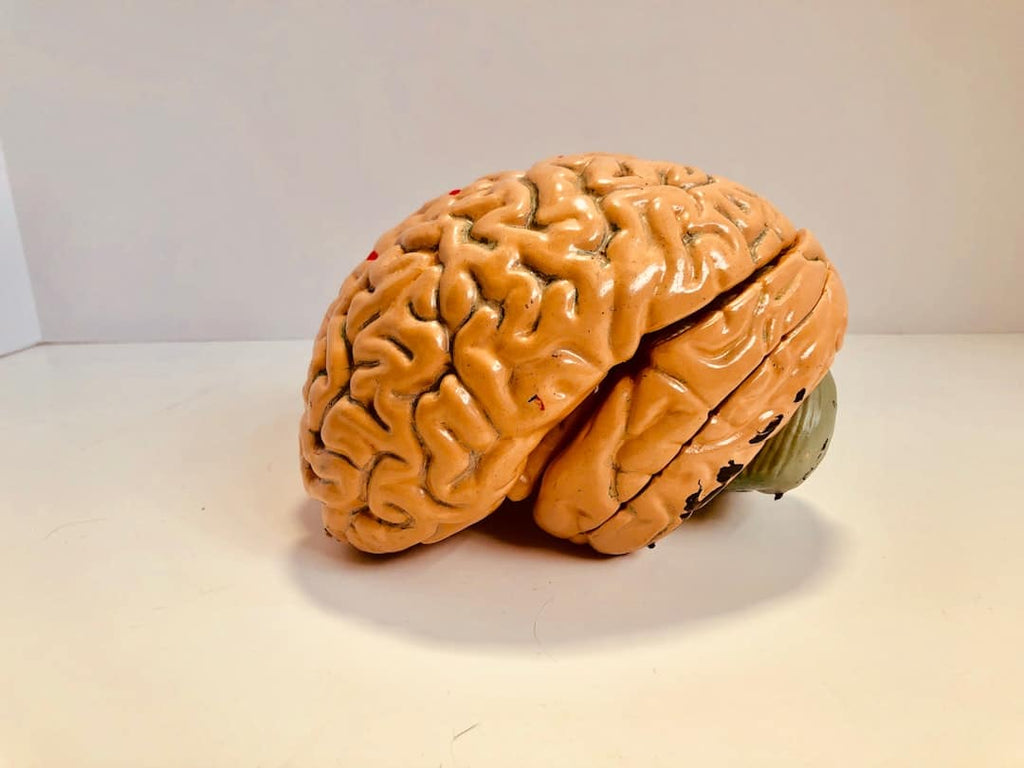 Nootropics and Fitness: Enhancing Cognitive Function and Focus