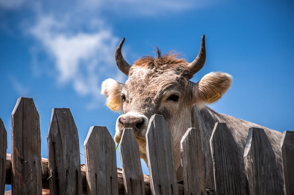 "Ditching the Split Ends: Bovine Collagen's Role in Hair Repair"