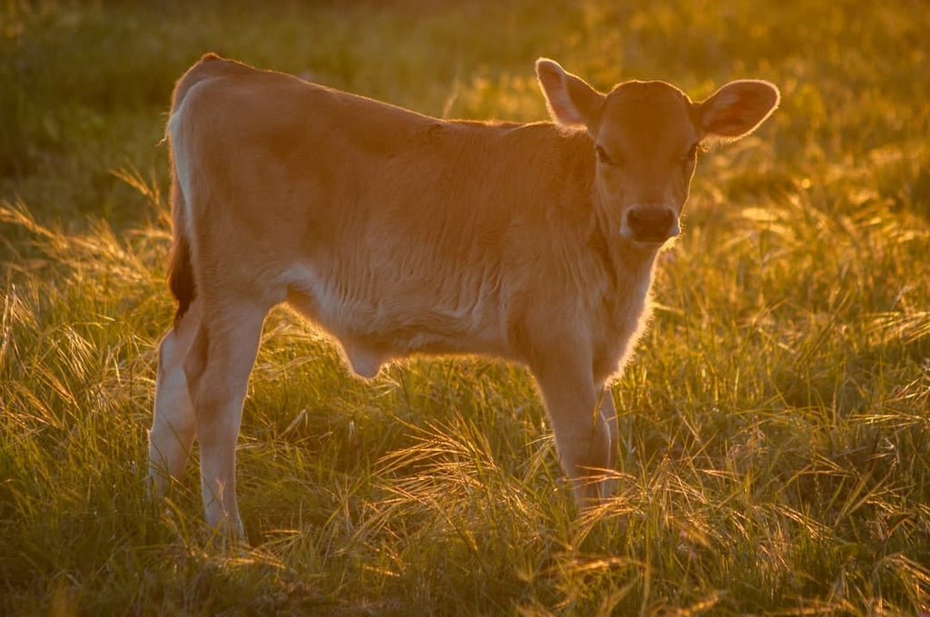"Bovine Collagen: Myth-Busting the Most Common Misconceptions"